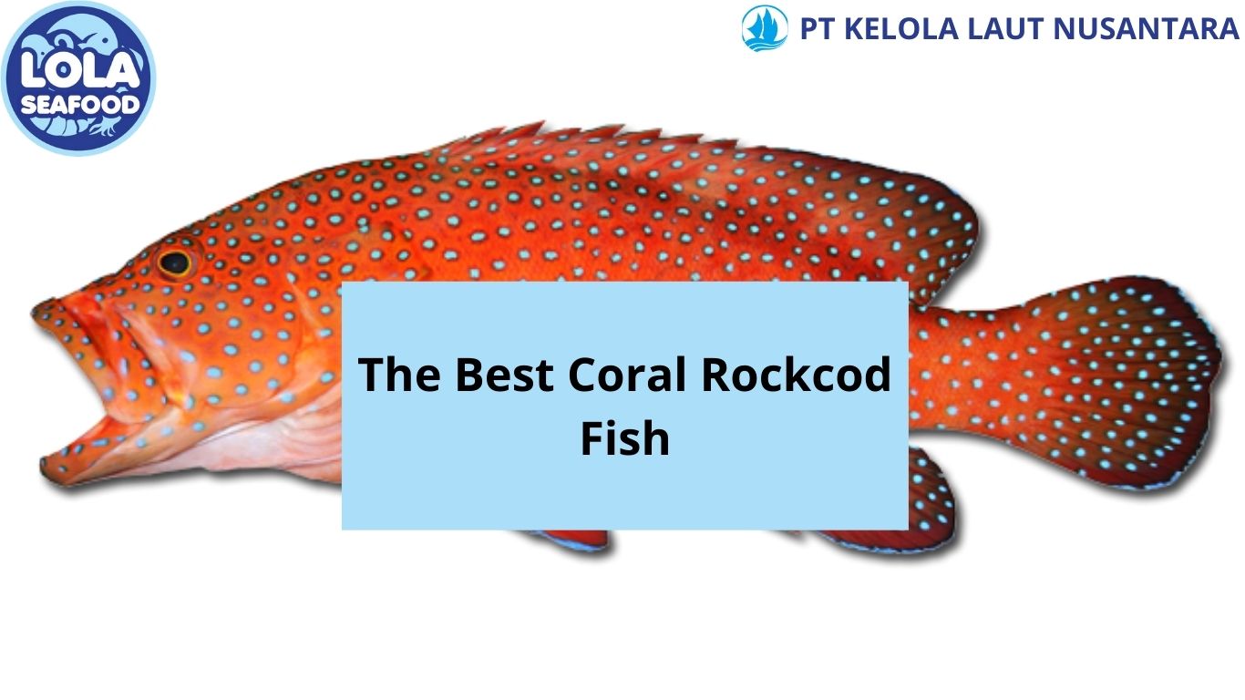 The Best Coral Rockcod Fish